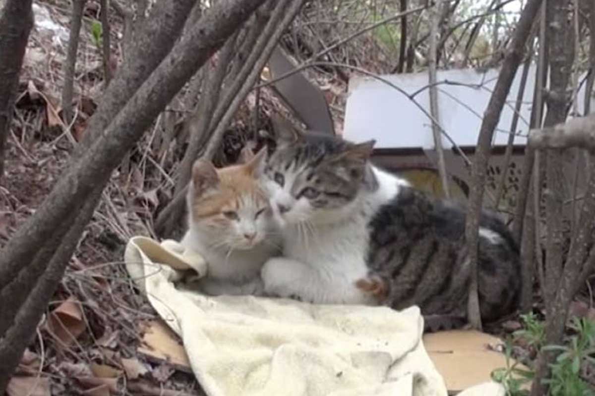 El gato sin hogar cuida con devoción a su amigo.