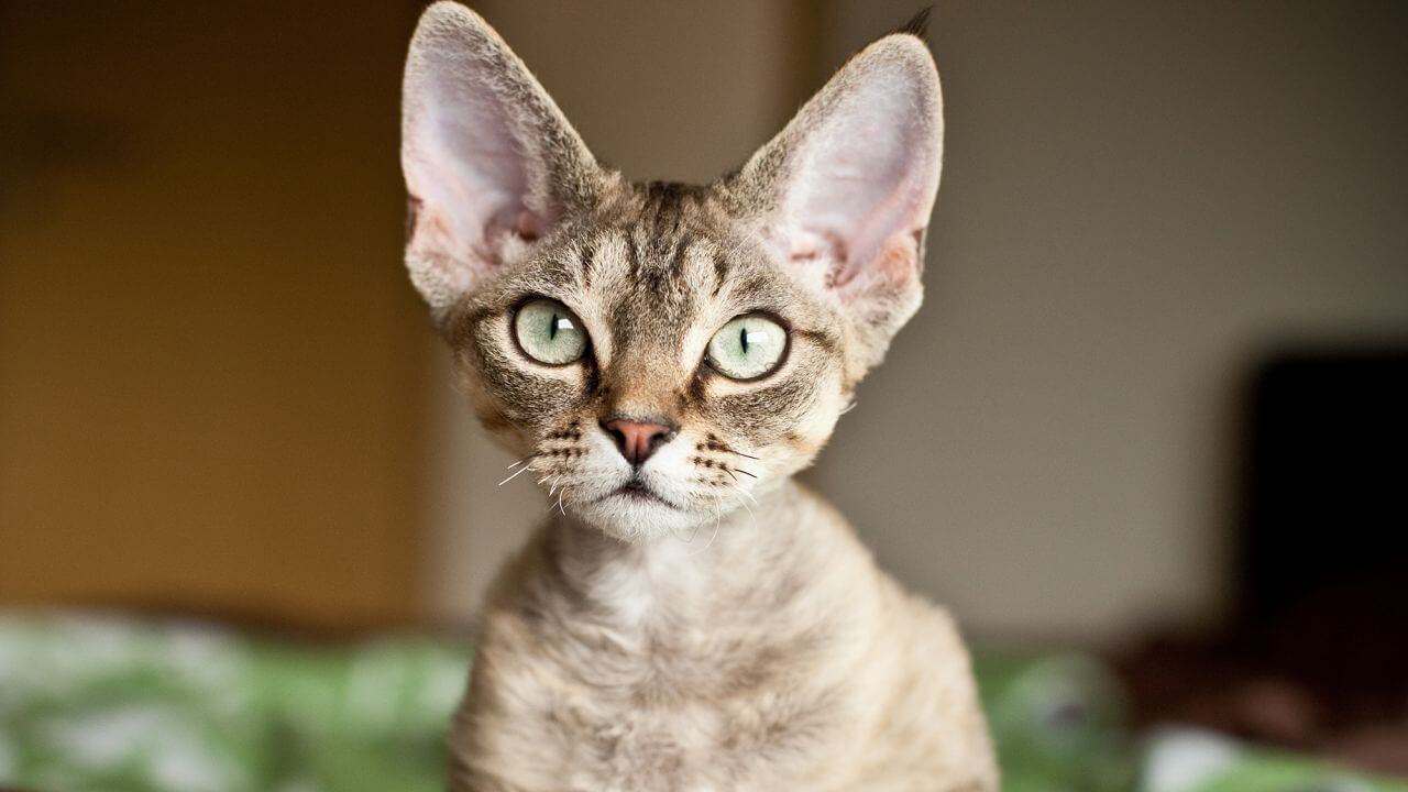 En katt med store ører som er en av flere katteraser som ikke vokser så mye.