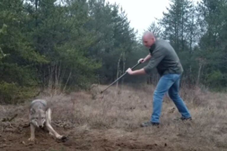 Hombre arriesga su vida para salvar a una loba moribunda y a sus crías, ella le devuelve el favor