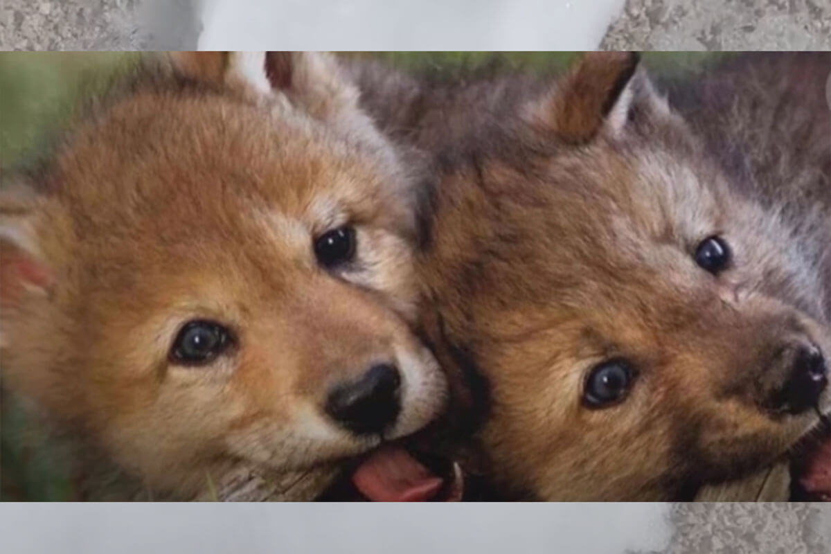 el hombre que arriesga su vida vuelve a encontrar a la loba cuatro años después.