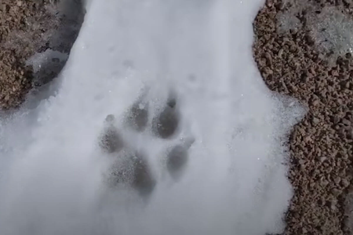 El hombre siguió las huellas de la loba y encontró a sus cachorros.