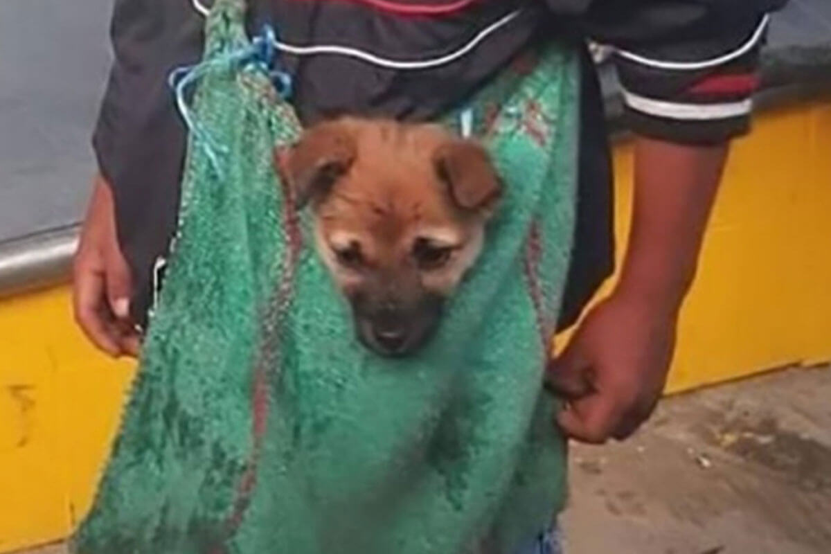 El niño lleva a su perrito en una mochila reciclada.