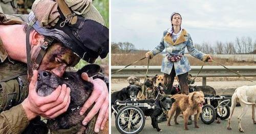 Joven pone en riesgo su vida para salvar perritos discapacitados y ancianos olvidados en la guerra