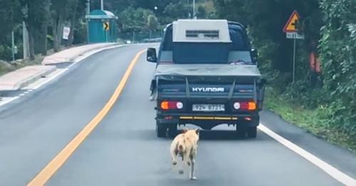 Madre corre detrás de un camión que la separó de sus cachorritos