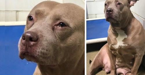 Pitbull en estado de lactancia, llora desconsolada al ser separada de sus cachorros