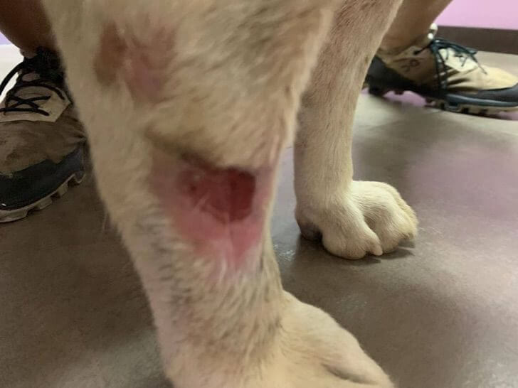 Las heridas que el perrito mestizo tenía en las patas.