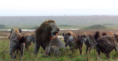 León iba a morir en manos de 20 hienas, un amigo fiel apareció para defenderlo
