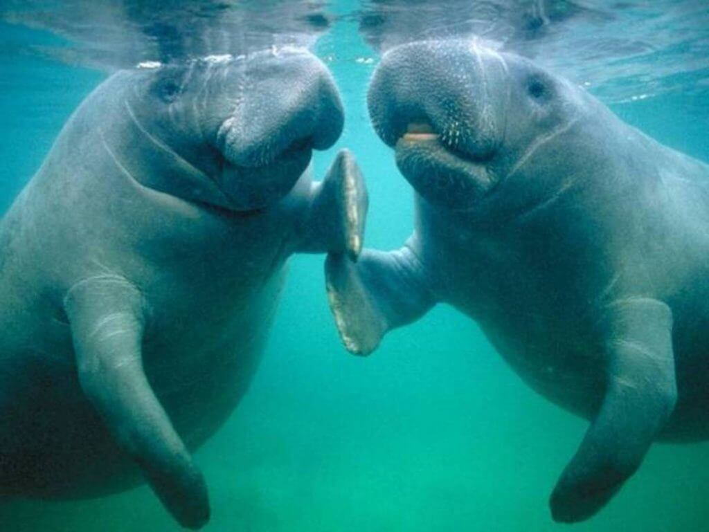 Curiosities about manatees.