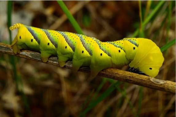 Bruco della sfinge teschio di morto