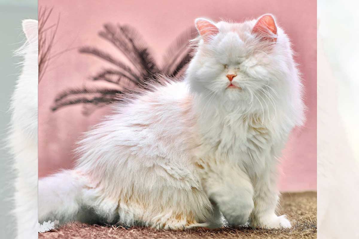 Moet la gatita persa se convirtió en toda una influenciadora.