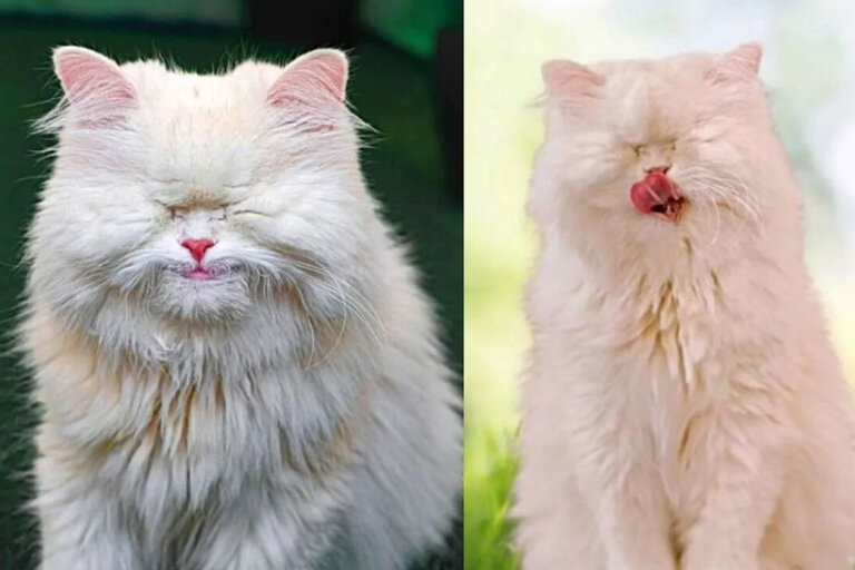 Moet: triste historia de gatita que perdió sus ojos por haber vivido en pésimas condiciones