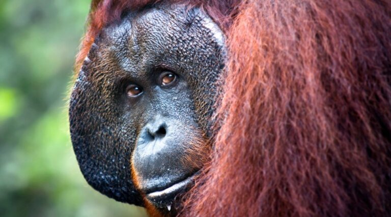 Orangutanes de Borneo, mueren de hambre por falta de fruta