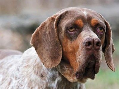 Um cão pachón navarro.