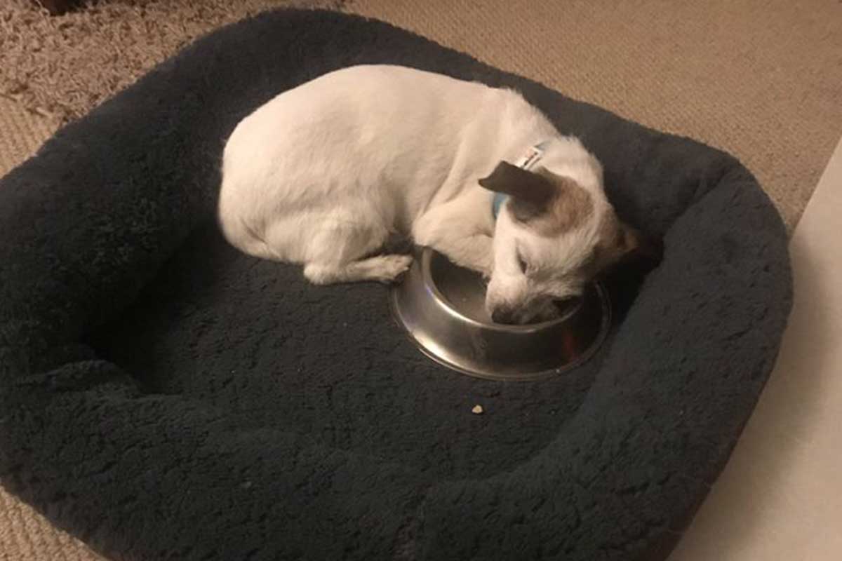 El perrito adoptado que ama su plato se llama Neville.