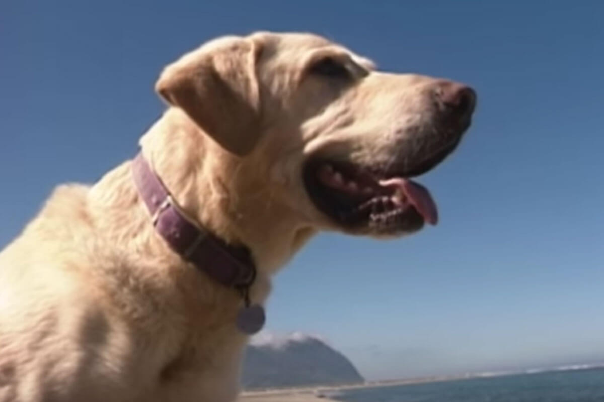 el perrito ciego salvó la vida de la pequeña que se ahogaba en el mar.