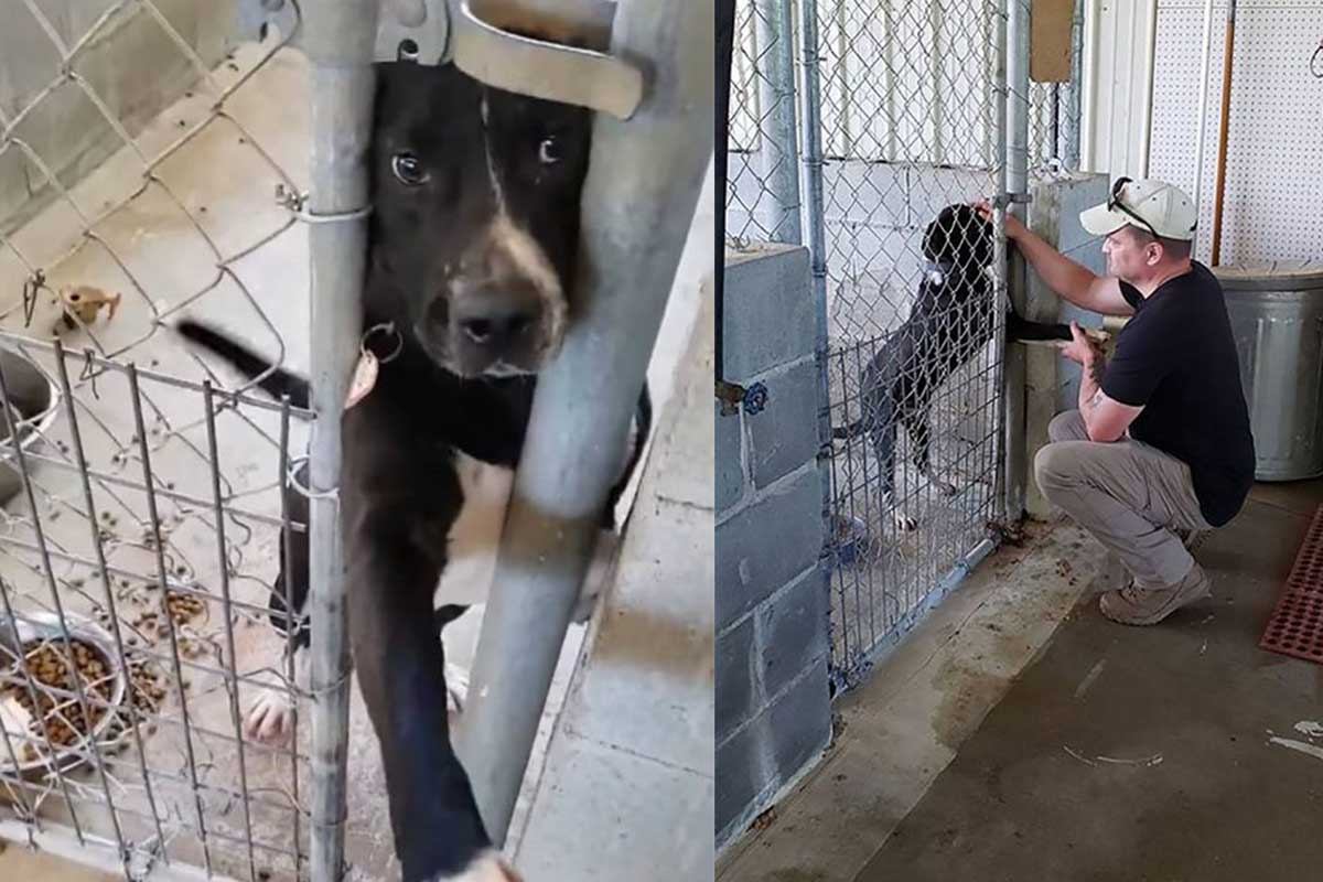 El perrito de un refugio extiende su pata con amor.