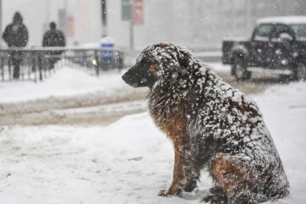 Perrito sin hogar abraza a niña para darle calor en tormenta de nieve y no se congelara