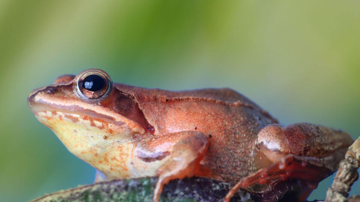 Zombie-Frosch: Eine neue Amazonas-Spezies