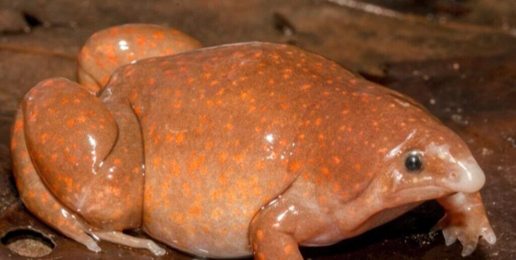 Zombie-Frosch: Eine neue Amazonas-Spezies