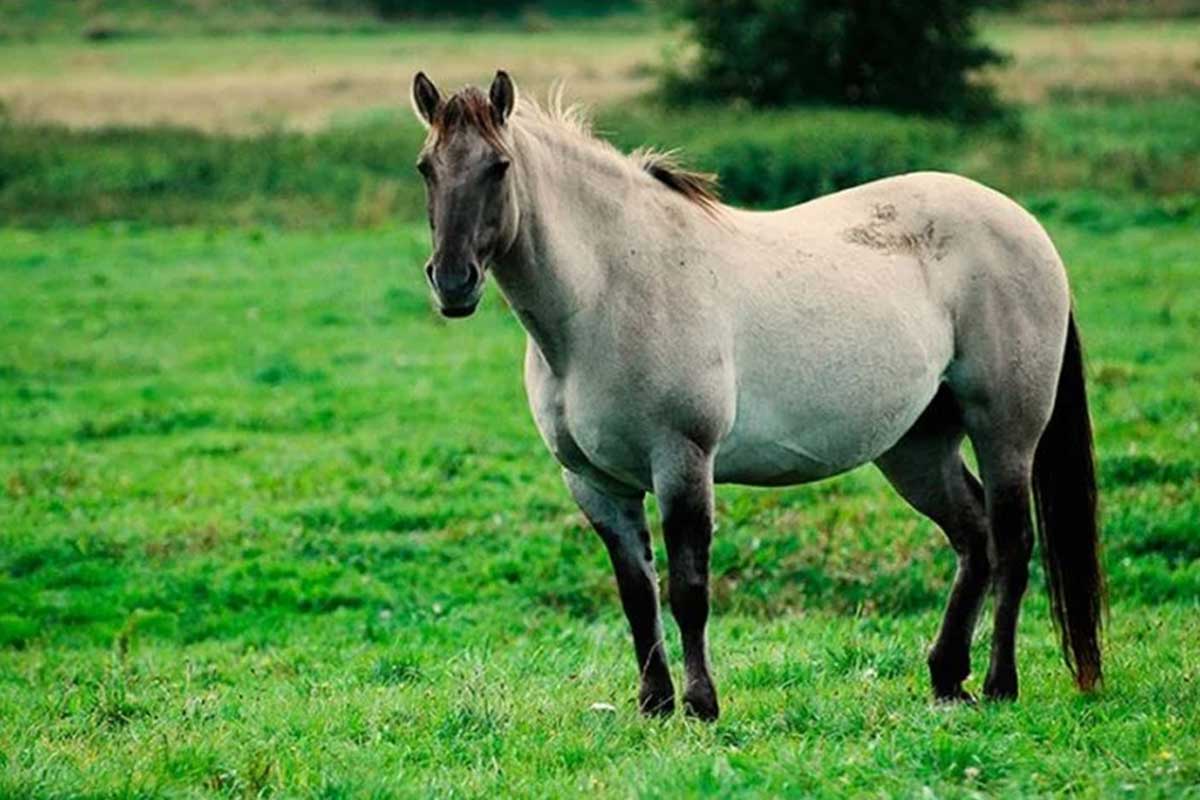 A la hembra del caballo se le conoce como yegua.