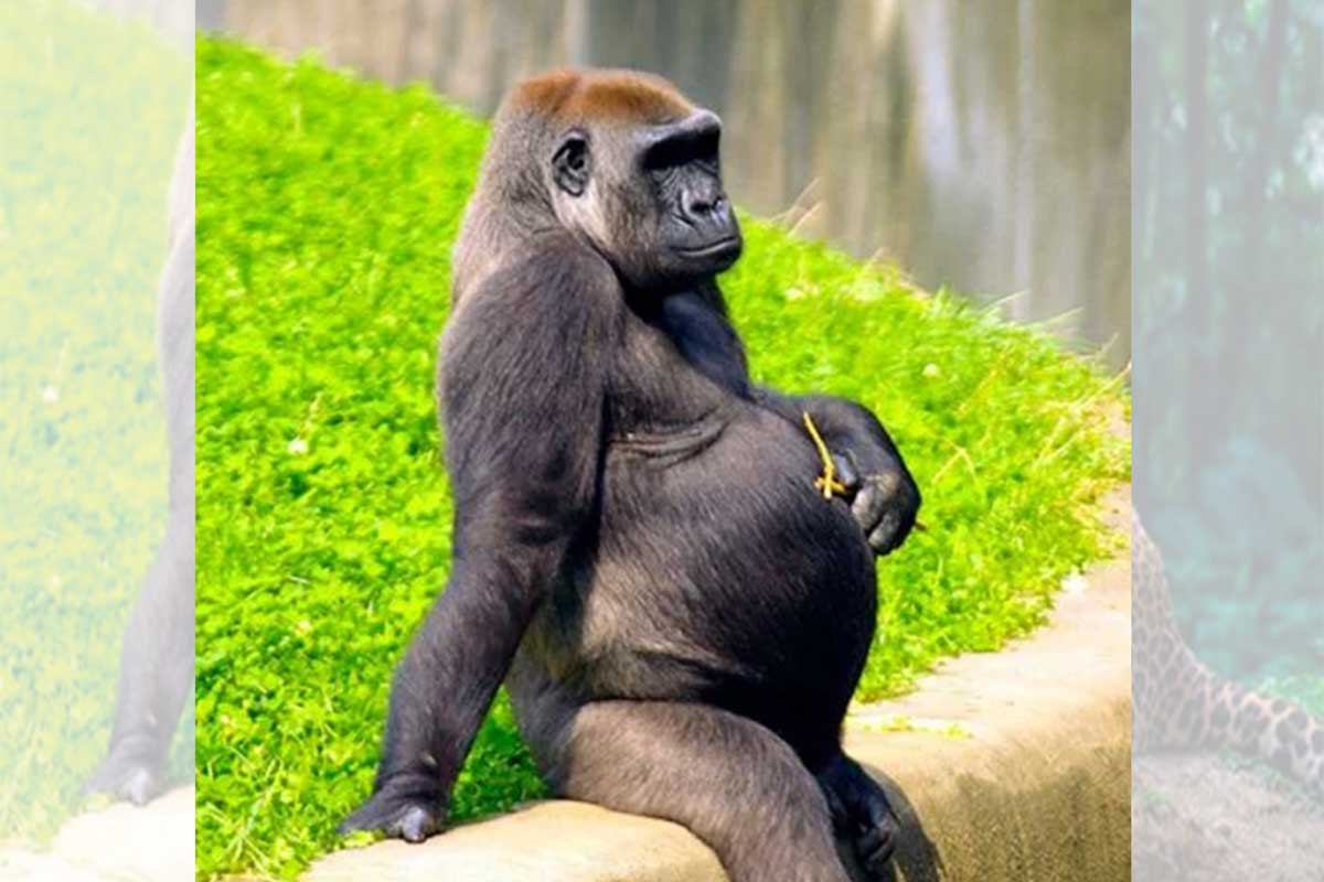 Gestación del gorila.