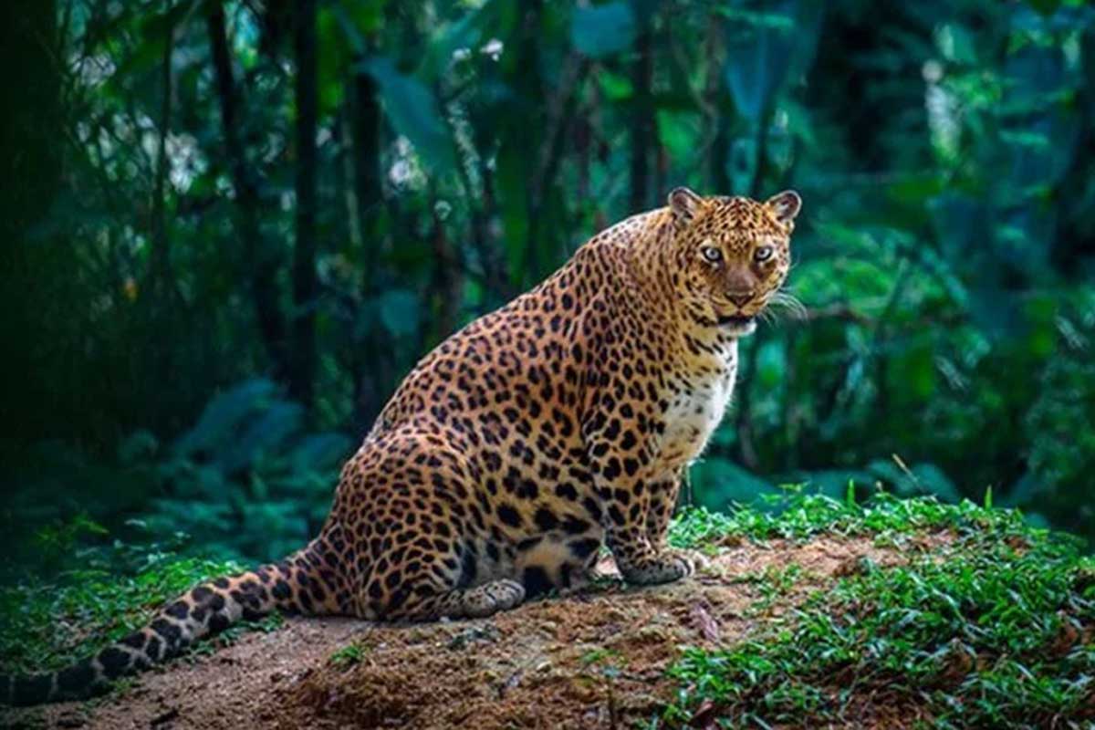 Registro fotográfico del leopardo.