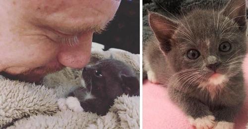 Hombre rescató gatita bebé y vela noche y día para asegurarse de que esté bien