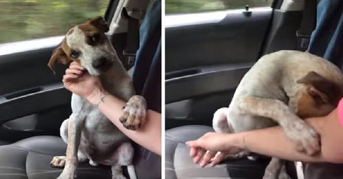 Mujer rompe en llanto al ser consolada por un perrito abandonado