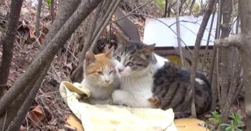Gato sin hogar se encarga de alimentar y velar por el bienestar de su amigo, un gato discapacitado