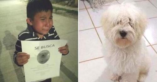 Encuentran a perrito extraviado al que su pequeño humano lo buscaba con desesperación en las calles