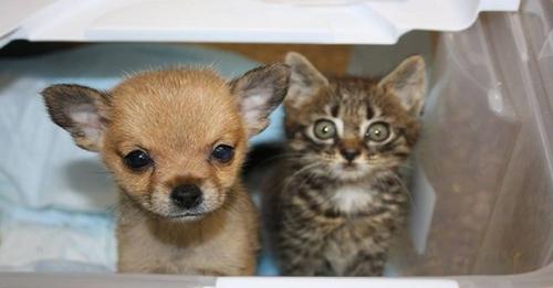 Amor a primera vista: un gatito y un cachorrito se vuelven inseparables tras conocerse en un refugio