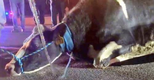 Vaca embarazada salta del camión desesperada antes de su final para salvar a su bebé