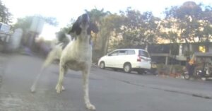 Personas lloran con la grabación de la cámara colocada en un perrito sin hogar