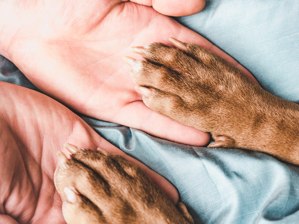 Mujer duerme a su perrito