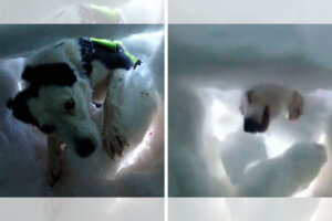 Simulacro de entrenamiento: voluntario se enterró en la nieve mientras perro de rescate trabajaba para ayudarlo