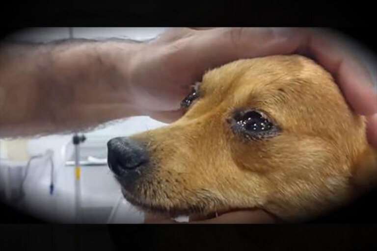 Veterinario cuenta a los dueños de perros, qué sienten al fallecer y los hace llorar