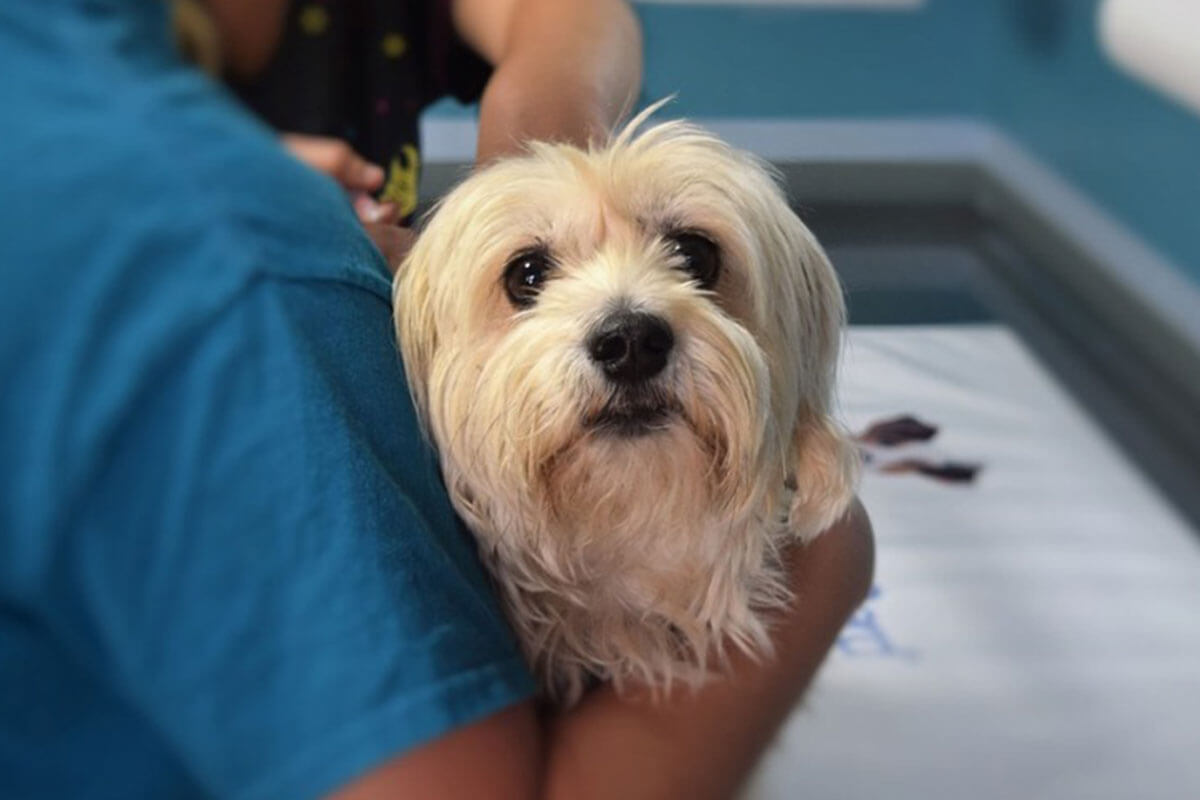 Este veterinario cuenta lo que piensan los perros al morir.