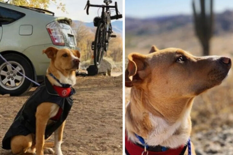 Viajeras hallan cachorrito abandonado en un desierto, lo adoptan y ahora se ha unido a todas sus aventuras