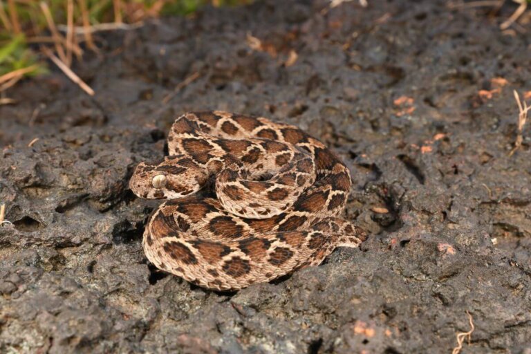 Víbora gariba: hábitat y características