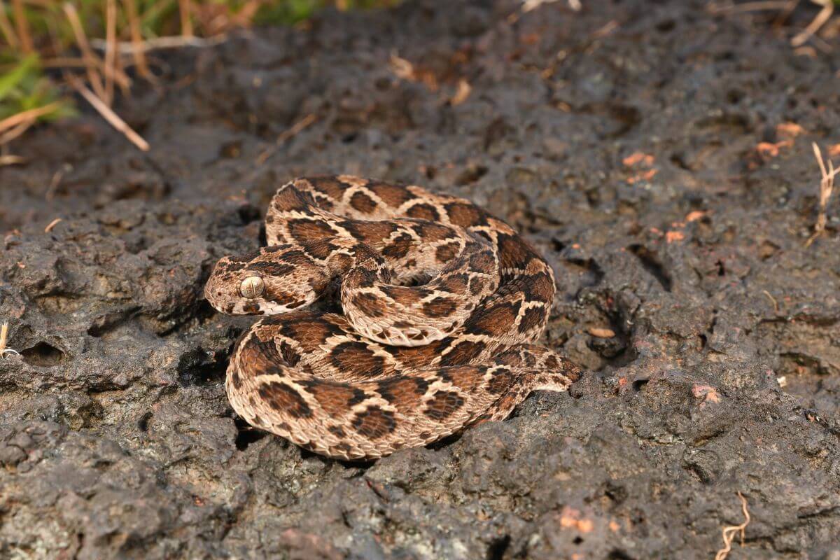 Víbora gariba, animales con v.