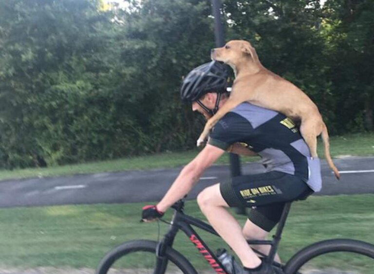 Ciclista rescata perrito que tenía una patica fracturada, lo lleva a la ciudad