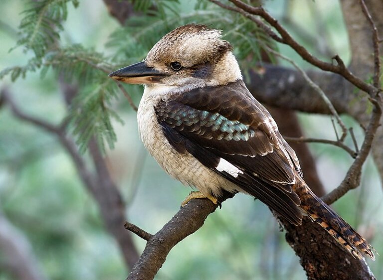 El ave kookaburra: hábitat, características y curiosidades
