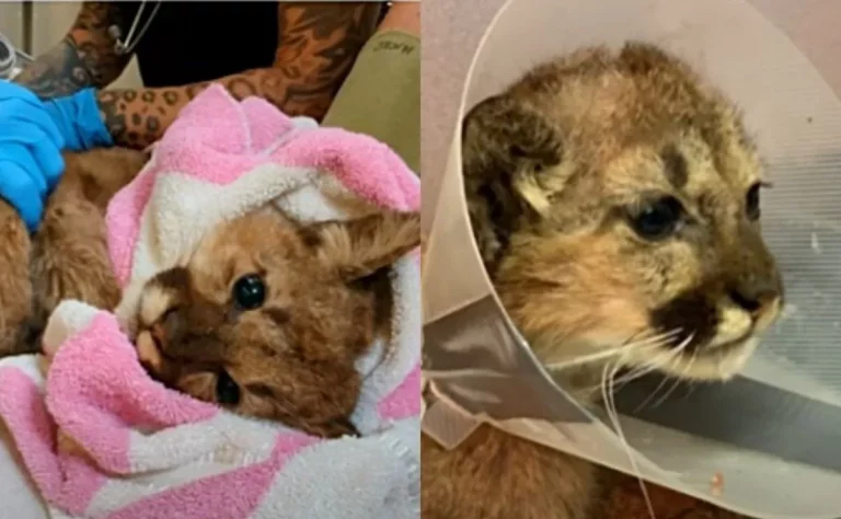 Rescatan a cachorro león de montaña huérfano con riesgo de haber muerto de hambre