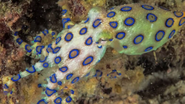 Curiosidades sobre el pulpo más peligroso del mundo