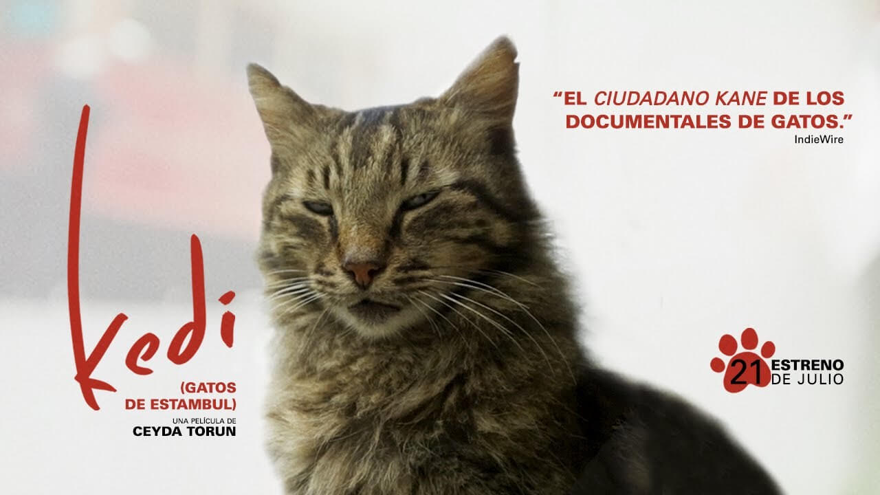 La película de Kedi, los gatos de Estambul.