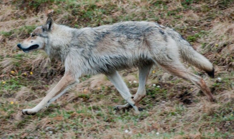 Lobo tibetano: hábitat y características
