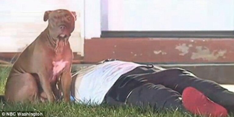 Perrita leal hace guardia para que nadie se acerque a lastimar a su dueña herida