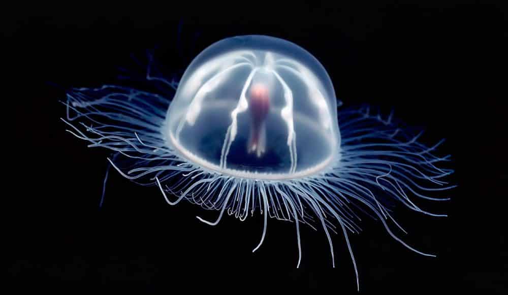 11 curiosidades de la medusa fénix