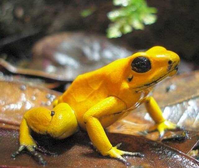 A poison dart frog.