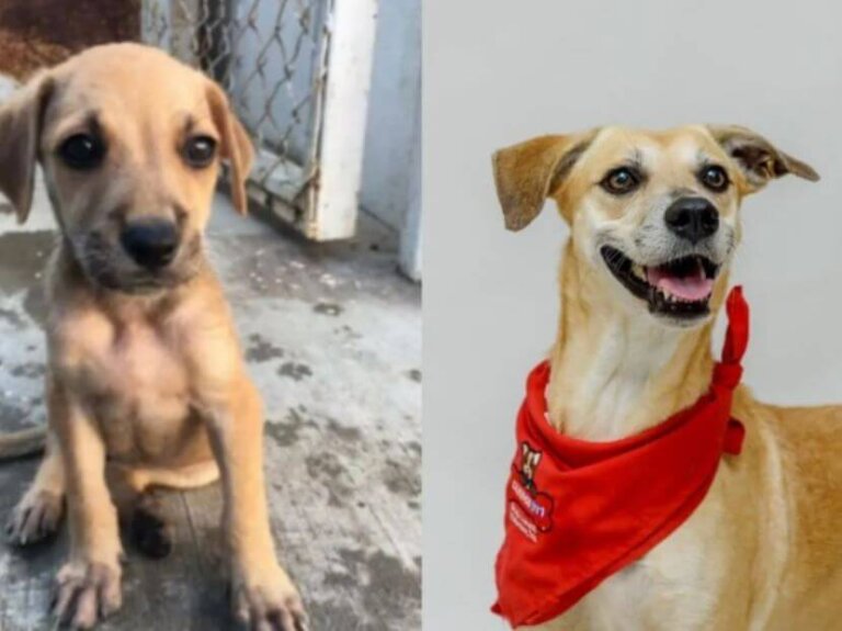 Rescatada desde cachorrita, pasan 6 años y aún no ha encontrado familia